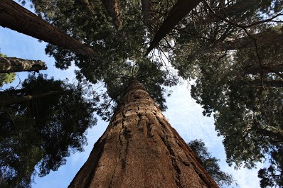 Big trees
