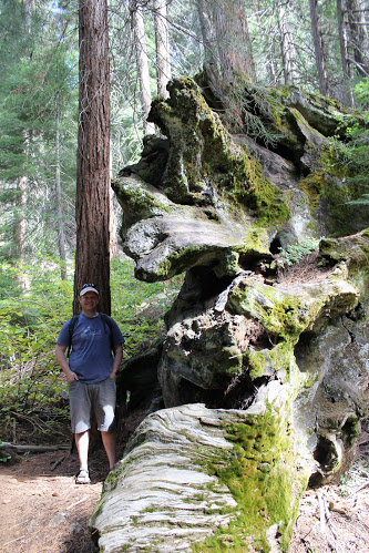 Matt & a big tree!